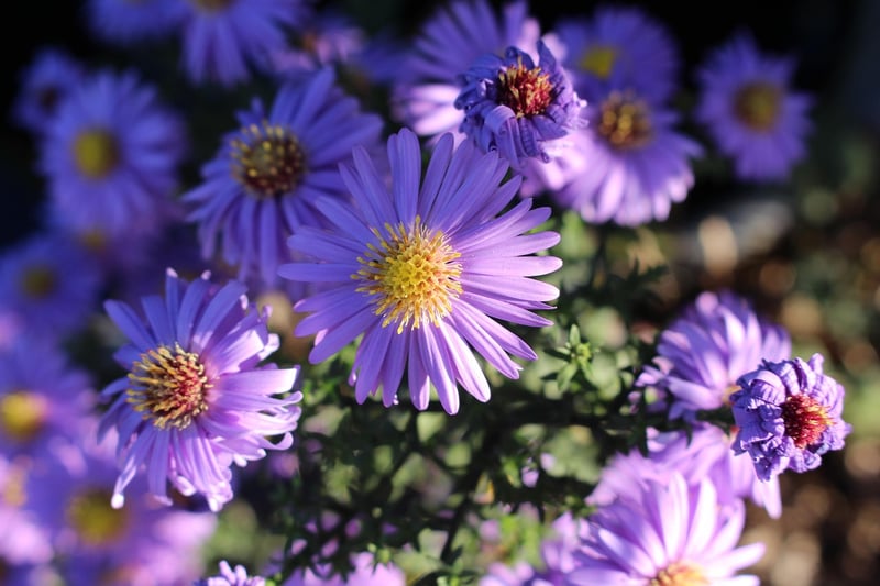 Evening Garden Colors