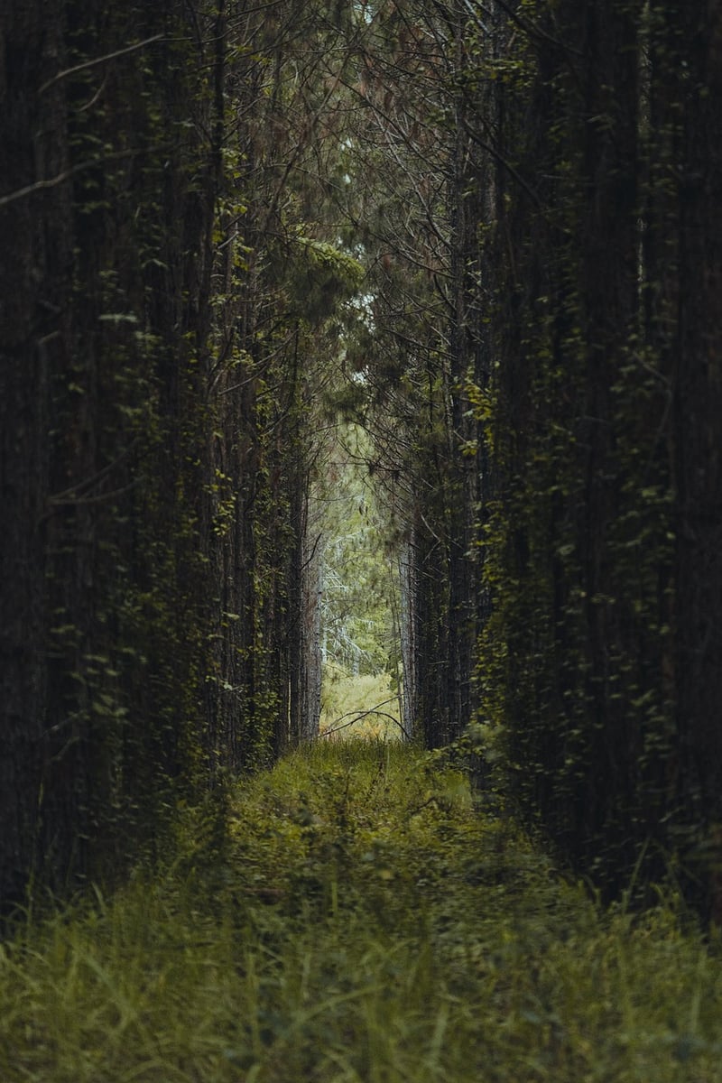 Moonlit Pathways