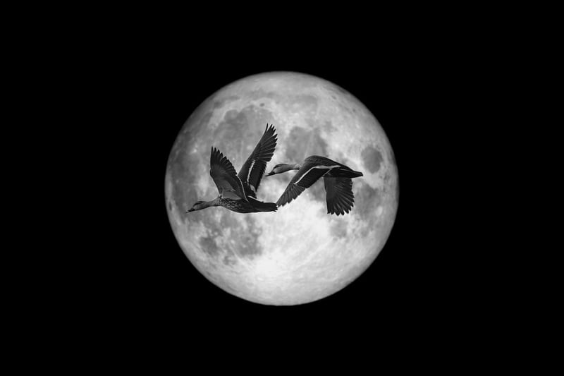 Moonlit Planting Tips