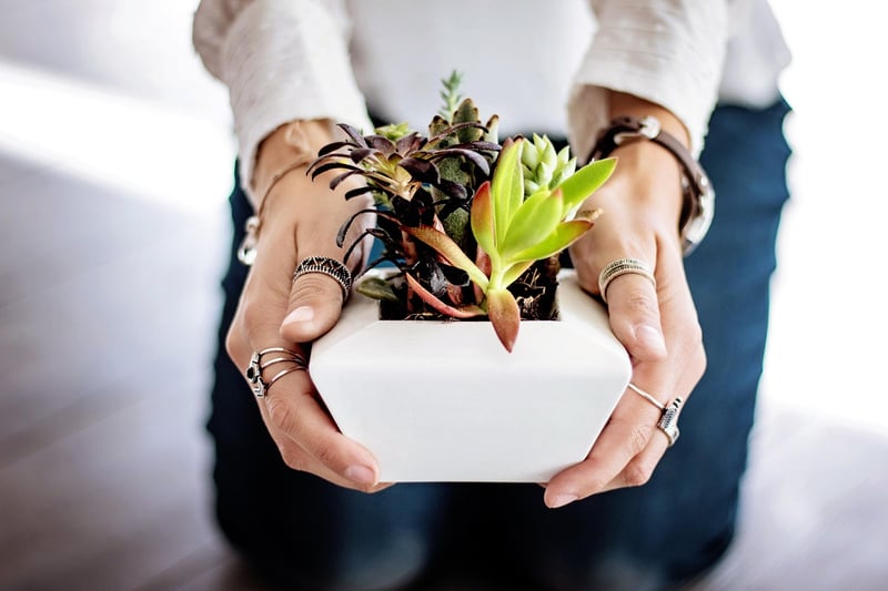 Nighttime Plant Care