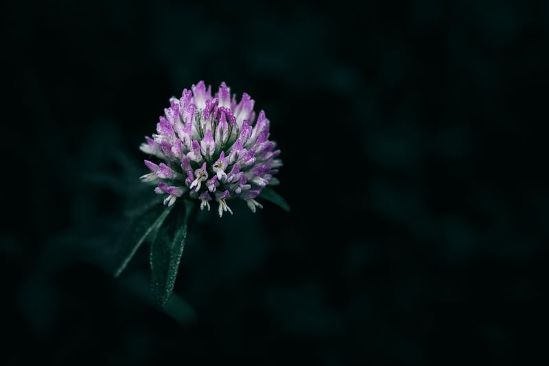 Nocturnal Flowers