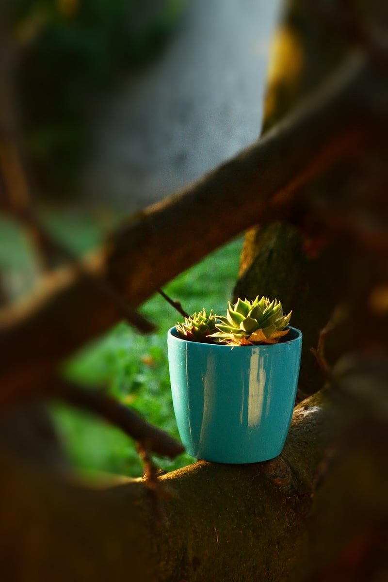 Sunset Succulents