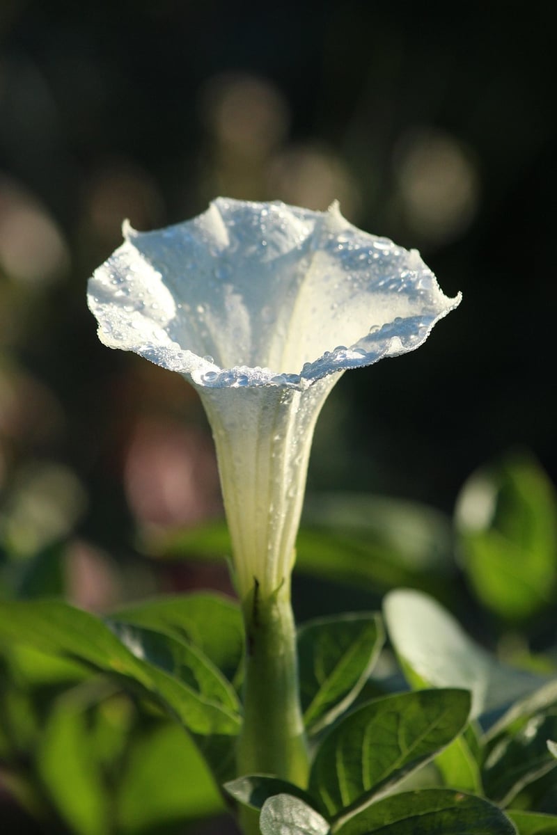 Night-Blooming Plants